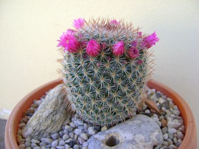 Mammillaria matudae