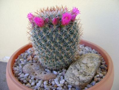 Mammillaria matudae