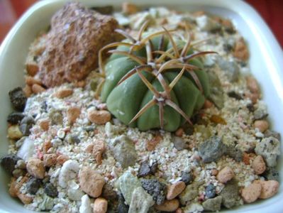 Echinocactus horizonthalonius, San Rafael de Galeana