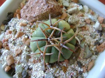 Echinocactus horizonthalonius, San Rafael de Galeana