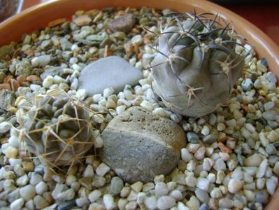 Grup de 2 Acanthocalycium; Acanthocalicium (Echinopsis) thionanthum
Acanthocalycium glaucum
