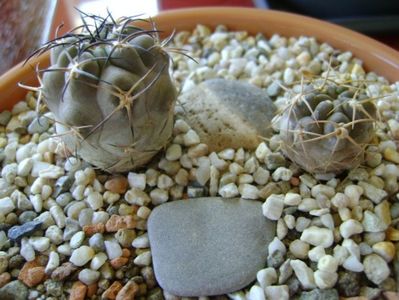 Grup de 2 Acanthocalycium; Acanthocalicium (Echinopsis) thionanthum
Acanthocalycium glaucum
