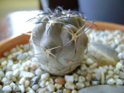 Acanthocalycium (Echinopsis) glaucum