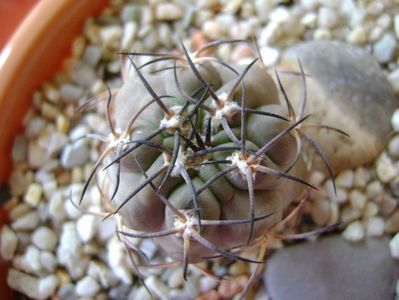 Acanthocalycium (Echinopsis) glaucum