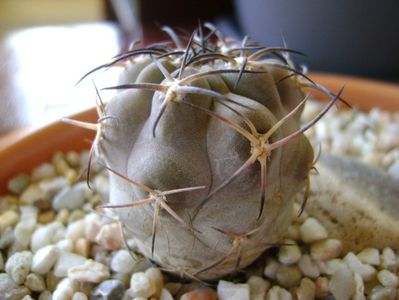 Acanthocalycium (Echinopsis) glaucum