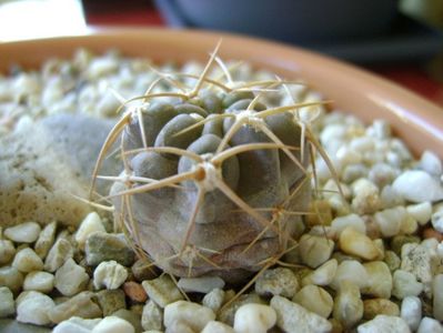 Acanthocalycium (Echinopsis) thionanthum