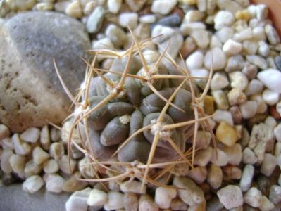 Acanthocalycium (Echinopsis) thionanthum