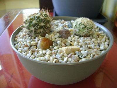 Grup de 2 cactusi; Weingartia lanata (Rebutia neocumingii ssp. lanata)
Coryphantha echinus SB377 Val Verde Co, TX
