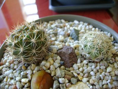 Grup de 2 cactusi; Weingartia lanata (Rebutia neocumingii ssp. lanata)
Coryphantha echinus SB377 Val Verde Co, TX
