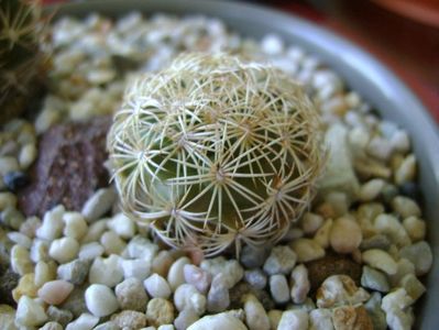 Coryphantha echinus SB377 Val Verde Co, TX