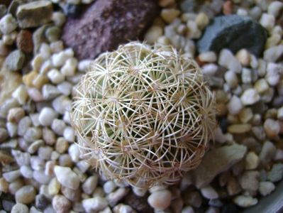 Coryphantha echinus SB377 Val Verde Co, TX