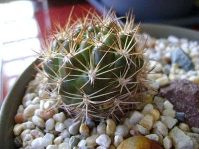 Weingartia lanata (Rebutia neocumingii ssp. lanata)