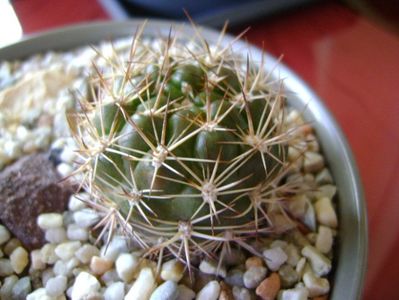 Weingartia lanata (Rebutia neocumingii ssp. lanata)