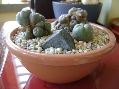 Grup de 3 Lophophora; Lophophora williamsii (Peyote)
Lophophora echinata v. diffusa
Lophophora williamsii v. caespitosa
