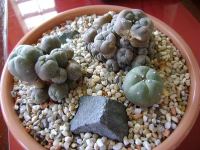 Grup de 3 Lophophora; Lophophora williamsii (Peyote)
Lophophora echinata v. diffusa
Lophophora williamsii v. caespitosa
