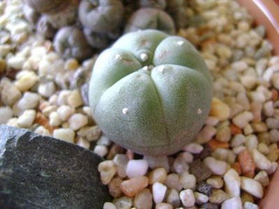 Lophophora williamsii (Peyote)