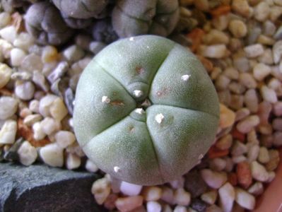 Lophophora williamsii (Peyote)