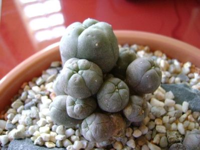 Lophophora echinata v. diffusa