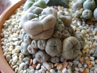 Lophophora williamsii v. caespitosa