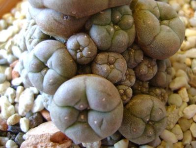 Lophophora williamsii v. caespitosa