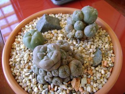 Grup de 3 Lophophora; Lophophora williamsii (Peyote)
Lophophora echinata v. diffusa
Lophophora williamsii v. caespitosa
