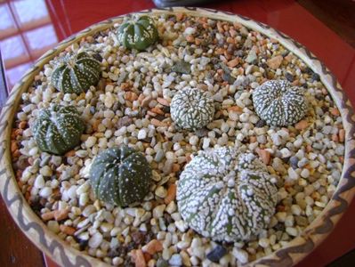 Grup de 7 Astrophytum; Astrophytum asterias cv. Super Kabuto (3 ex.)
Astrophytum asterias hb. (4 ex.)
