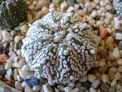 Astrophytum asterias cv. Super Kabuto