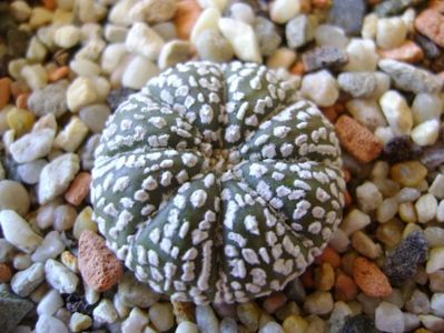 Astrophytum asterias cv. Super Kabuto