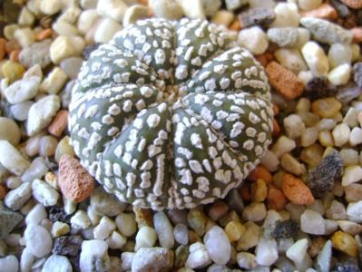 Astrophytum asterias cv. Super Kabuto