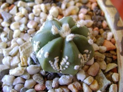 Astrophytum asterias hb.