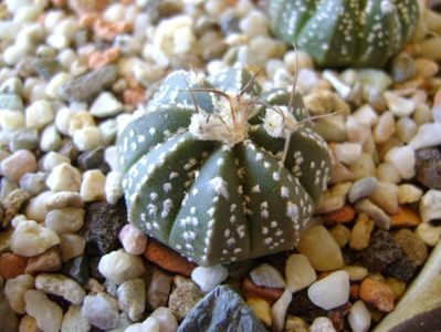 Astrophytum asterias hb.