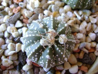 Astrophytum asterias hb.