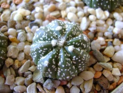 Astrophytum asterias hb.