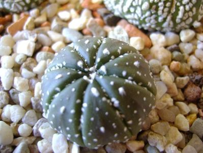 Astrophytum asterias hb.