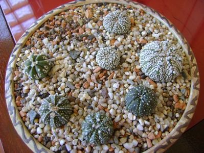 Grup de 7 Astrophytum; Astrophytum asterias cv. Super Kabuto (3 ex.)
Astrophytum asterias hb. (4 ex.)
