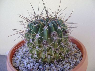 Lobivia jajoiana cv. anemone (Echinopsis marsoneri)