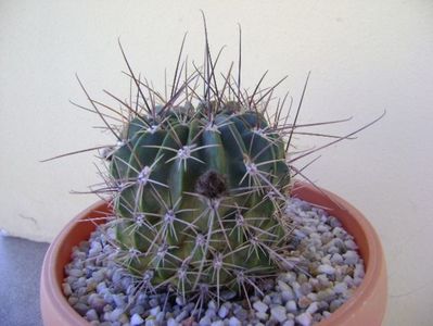 Lobivia jajoiana cv. anemone (Echinopsis marsoneri)