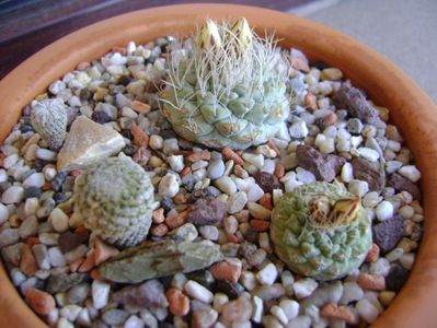 Strombocactus disciformis & Strombocactus disciformis ssp jarmillae, Vizzaron Mx.