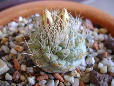 Strombocactus disciformis