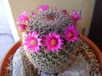 Mammillaria matudae