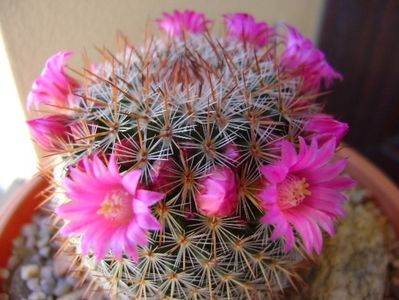 Mammillaria matudae