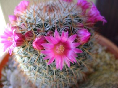 Mammillaria matudae