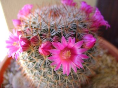 Mammillaria matudae