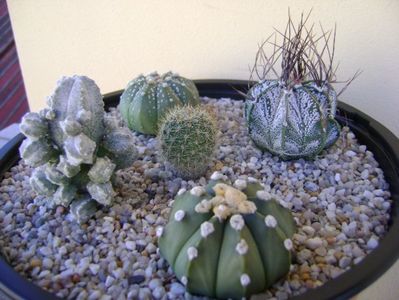 Grup de 5 cactusi; Astrophytum asterias
Astrophytum asterias hb.
Astrophytum capricorne
Astrophytum myriostigma cv. Hubuki
Aylostera fiebrigii
