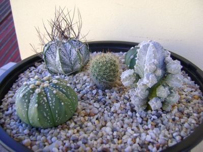 Grup de 5 cactusi; Astrophytum asterias
Astrophytum asterias hb.
Astrophytum capricorne
Astrophytum myriostigma cv. Hubuki
Aylostera (rebutia) fiebrigii
