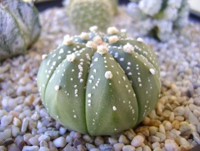 Astrophytum asterias hb.