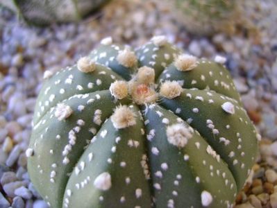 Astrophytum asterias hb.