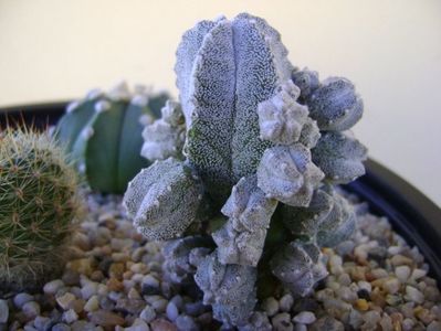 Astrophytum myriostigma cv. Hubuki