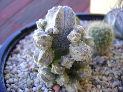 Astrophytum myriostigma cv. Hubuki