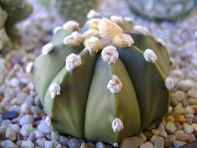 Astrophytum asterias